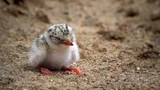 순천시, 파타고니아 그리고 <수라>