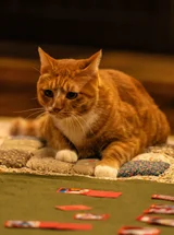 [2025 결산] 숲 말고 나무 봤다! 씨플스초이스, 내맘대로 어워즈