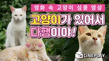 고양이가 있어서 다행이야! 영화 속 고양이 심쿵 영상!