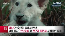 흰 아기 사자와 소녀의 운명적인 만남과 우정 ‘화이트 라이언 스노우볼’