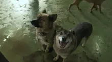 댕댕이들이 잔뜩! 강아지가 주인공인 영화들(feat. 뻔하지 않게)