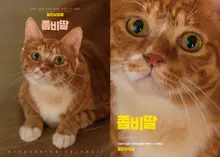 Celebrating World Cat Day! 'My Daughter Is A Zombie', Special Posters of the Scene Stealer 'Aeyongi' Released