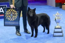 The Miracle of Thanksgiving... Belgian Sheepdog 'Soleil' Wins 2025 National Dog Show