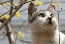 고양이를 좋아하는 사람들을 위한 VOD 5편