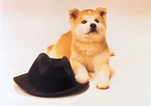 이곳은 동물 농장, 동물 영화들 모여라!