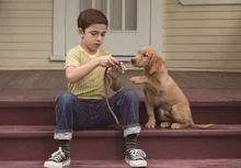 개의 시점에서 바라본 개의 인생 <베일리 어게인> 알고 보기