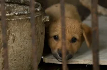 3월 23일 국제 댕댕이 날! 개식용, 공장식 축산, 그리고 생명에 관한 영화들