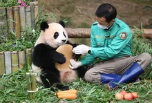 푸바오 보내고 판다 갈증 생겼다면?