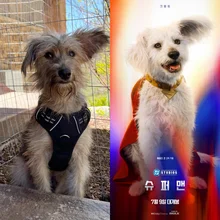 犬派と猫派、集まれ！夏の映画界を席巻する超スーパースターたち