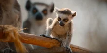Endangered Baby Animals of Six Species, 'Born to Be Wild' Set to Premiere on December 19