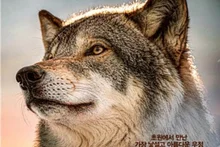 La epopeya del maestro Jean-Jacques Annaud, «Totem de lobo», llega a los cines de Corea 11 años después