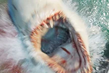 Le réalisateur de « Deep Water », Renny Harlin, adresse un message fort au public coréen avant la sortie du film le 9 septembre