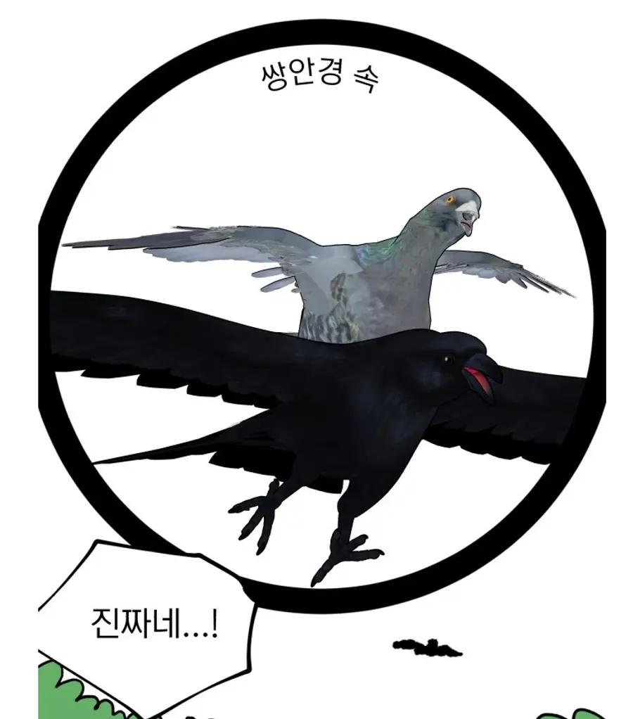 「ソンブク区の鳩イ・ホンソ」